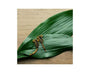 Takeo Armor Tail Scorpions Snack Food and Drink Sugoi Mart thumbnail 2