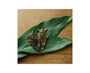 Takeo Giant Waterbugs Snack Food and Drink Sugoi Mart thumbnail 2